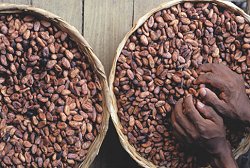 3年後チョコレートが食べられなくなるかも!?