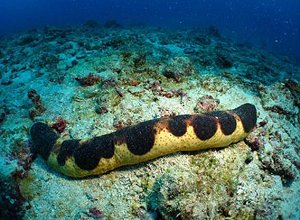 エクレアナマコ、新種のナマコを沖縄で発見!