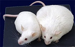 体重が増え続ける7つの理由