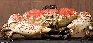 ありえない程デカいカニが捕獲される