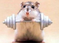 アナタも筋肉隆々になれるかも-幹細胞の話