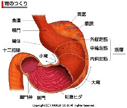 冬のダイエットは老化を促進!?