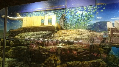 二見シーパラダイス♪ 二見シーパラダイス♪