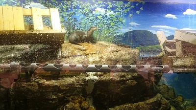二見シーパラダイス♪ 二見シーパラダイス♪