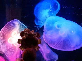 ☆箱根園水族館☆ ☆箱根園水族館☆