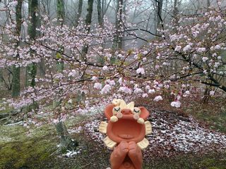 ☆雨の日の桜☆ ☆雨の日の桜☆