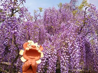 ☆藤の花☆ ☆藤の花☆