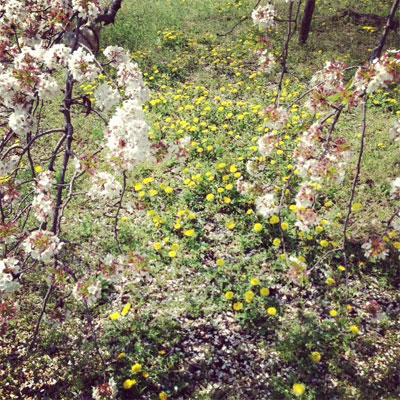 春の上野公園へ