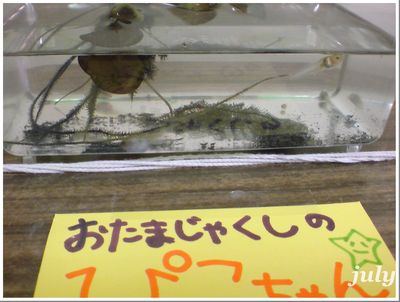 おたまじゃくしぃ?
