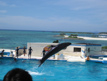 沖縄のきれいな海とイルカさん　最高！！