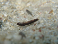 これまで見た事もないホムラハゼの極小幼魚