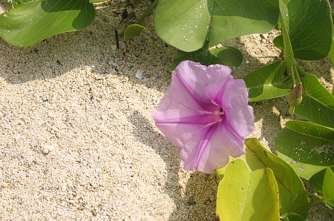 名嘉间海滨