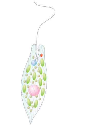 みどり虫