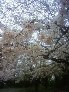 白い花が・・・