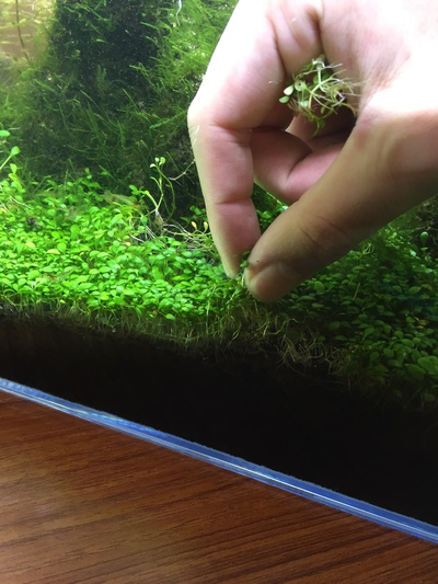 グロッソ植え替えしました♪ グロッソ植え替えしました♪