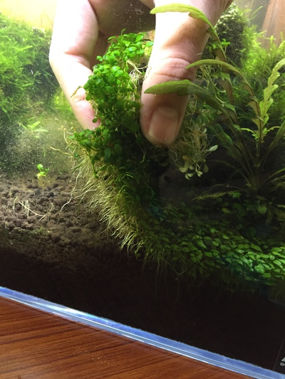 グロッソ植え替えしました♪ グロッソ植え替えしました♪