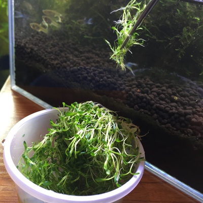グロッソ植え替えしました♪ グロッソ植え替えしました♪