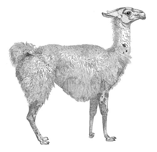 Perl 「 ファイルハンドル 」: select 演算子と特殊変数 $| (0x4b)