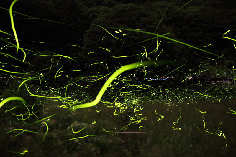 2011ホタルの光風-3-