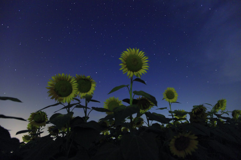 星空を見上げるひまわり