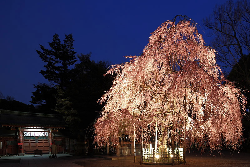枝垂桜ライトアップ