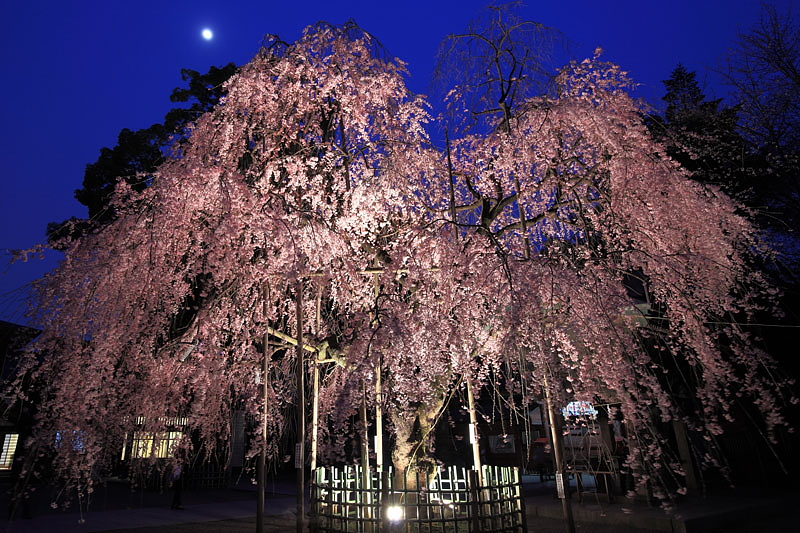 枝垂桜ライトアップ