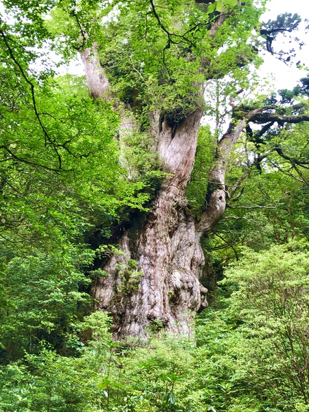 【屋久島 縄文杉へ】✨ 【屋久島 縄文杉へ】✨