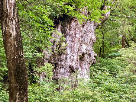 【屋久島 縄文杉へ】✨ 【屋久島 縄文杉へ】✨
