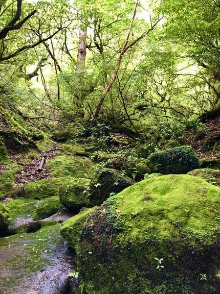 【屋久島 縄文杉へ】✨ 【屋久島 縄文杉へ】✨