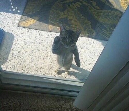 癒しの写真