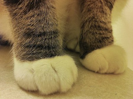 癒しの写真