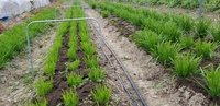 チリビラー栽培は堆肥の施肥にあり