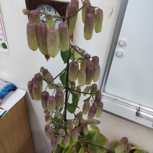 セイロン ベンケイ(灯籠草)と菊 セイロン ベンケイ(灯籠草)と菊