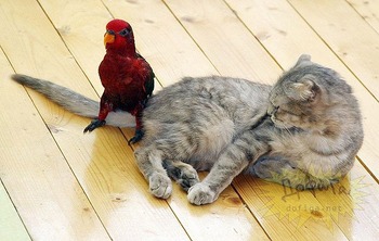 ちょう癒される 動物達の写真集☆