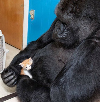 可愛い動物達の世界☆