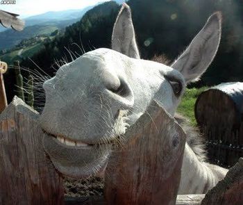 ちょう癒される 動物達の写真集☆