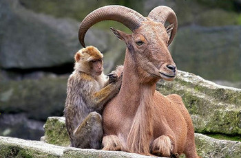 可愛い動物達の世界☆
