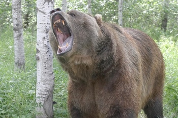 衝撃の映像!クマが、、、、