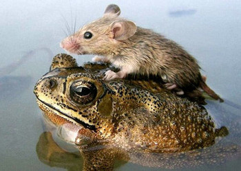可愛い動物達の世界☆