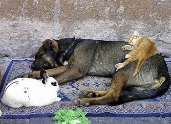 温まる動物達☆