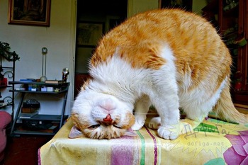 ちょう癒される 動物達の写真集☆