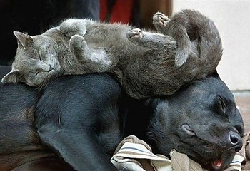 温まる動物達☆