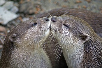 キスの仕方 教えます☆