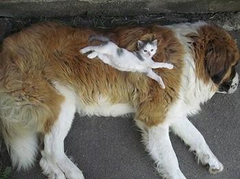 温まる動物達☆
