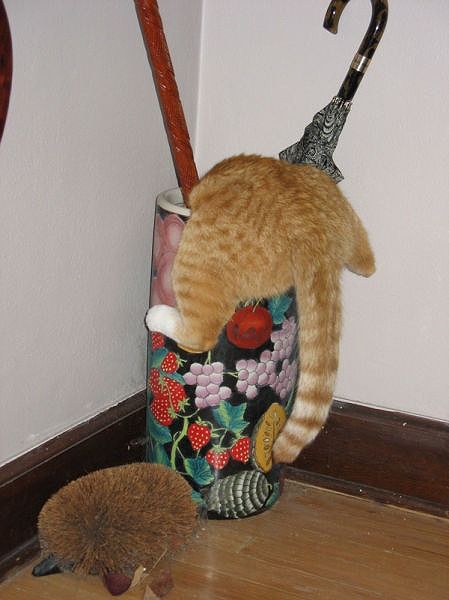可愛い 動物達☆