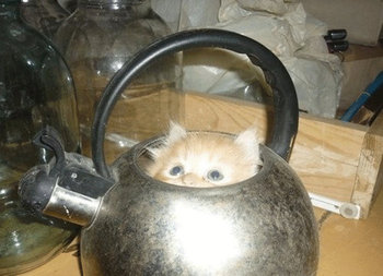 恐怖の写真!