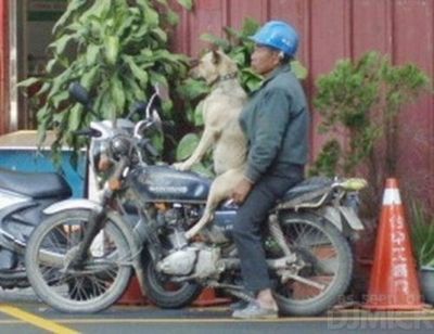 犬と バイクと 飼い主と