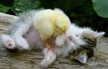 温まる動物達☆