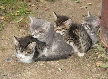 温まる動物達☆