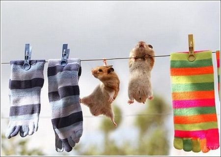 可愛い 動物達☆